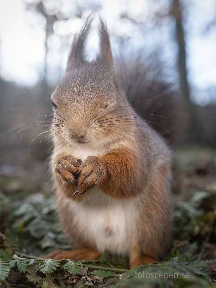 I Brought My Studio To The Forrest And Found Some Squirrel Super Models