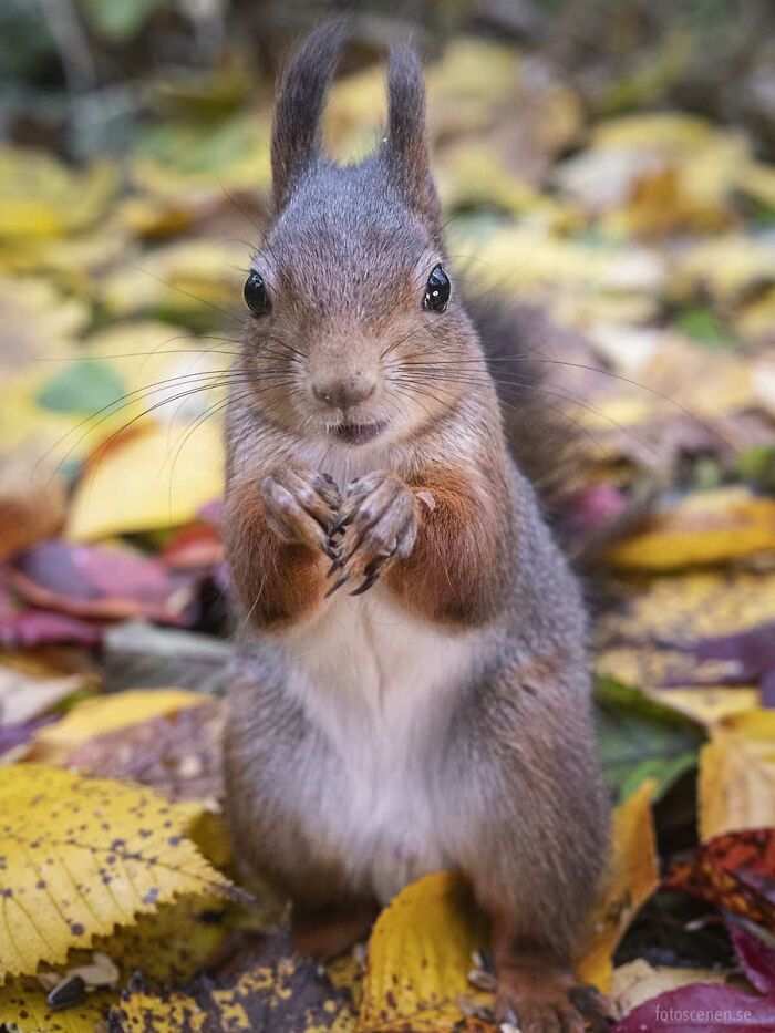 I Brought My Studio To The Forrest And Found Some Squirrel Super Models