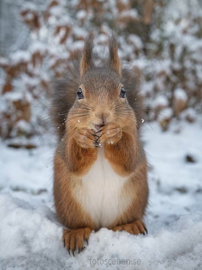 I Brought My Studio To The Forrest And Found Some Squirrel Super Models