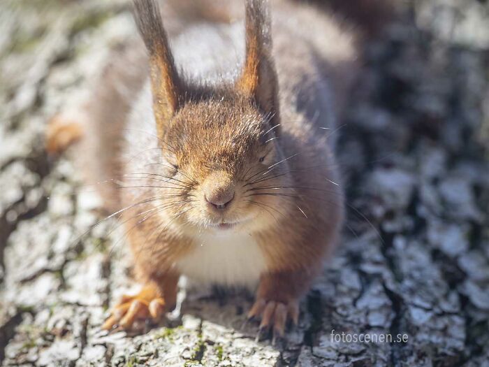 I Brought My Studio To The Forrest And Found Some Squirrel Super Models