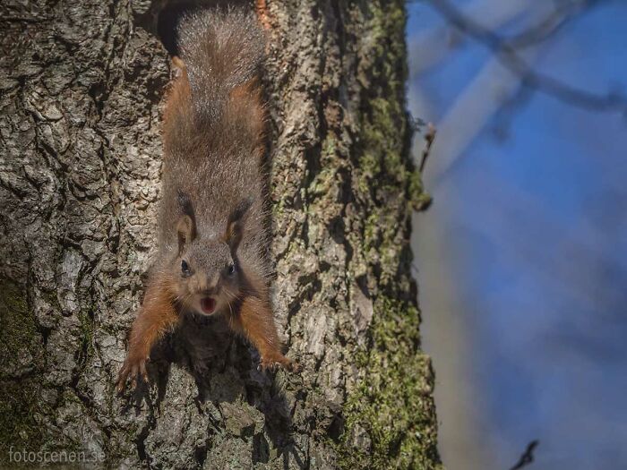 I Brought My Studio To The Forrest And Found Some Squirrel Super Models