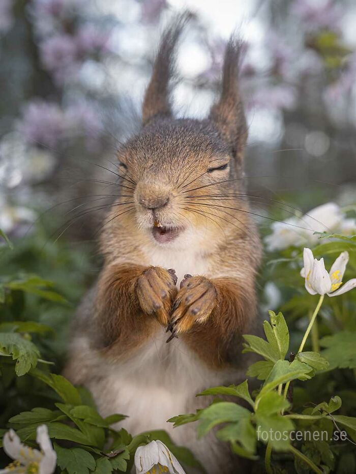 I Brought My Studio To The Forrest And Found Some Squirrel Super Models