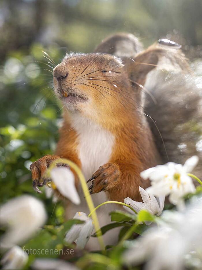 I Brought My Studio To The Forrest And Found Some Squirrel Super Models