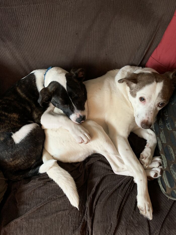 Oreo (Left) And George (Right)