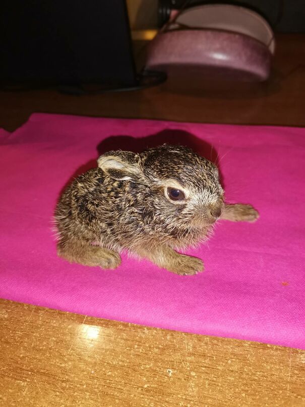 Proud, Because My Brother And I Managed To Save This Little Bunny, Found In A Park Where There Are No Rabbits, Without A Mother And Relatives After Easter, Now Three Times Bigger And Soon Ready To Return To The Wild
