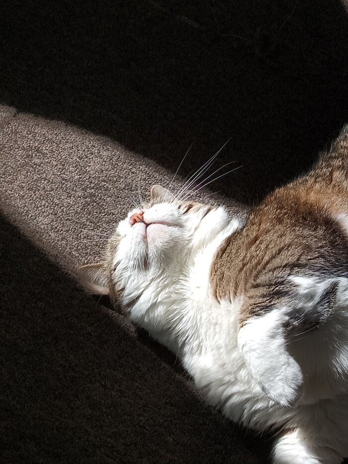 Mickey, Our Rescue With A Short Tail, Missing Tooth And Allergies To Fish And His Own Fluff