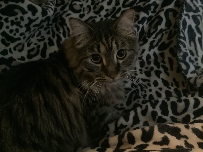 My Cat, We Think She’s Only Part Maine Coon