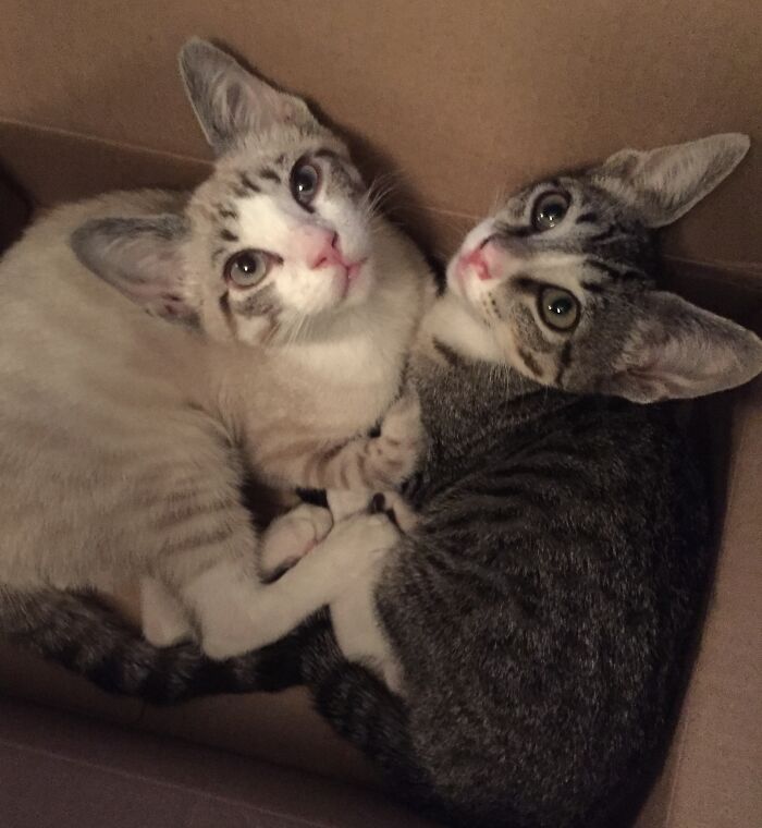 Sisters, Sophie And Gracie, Adopted At Three Months. Last Two Of The Litter