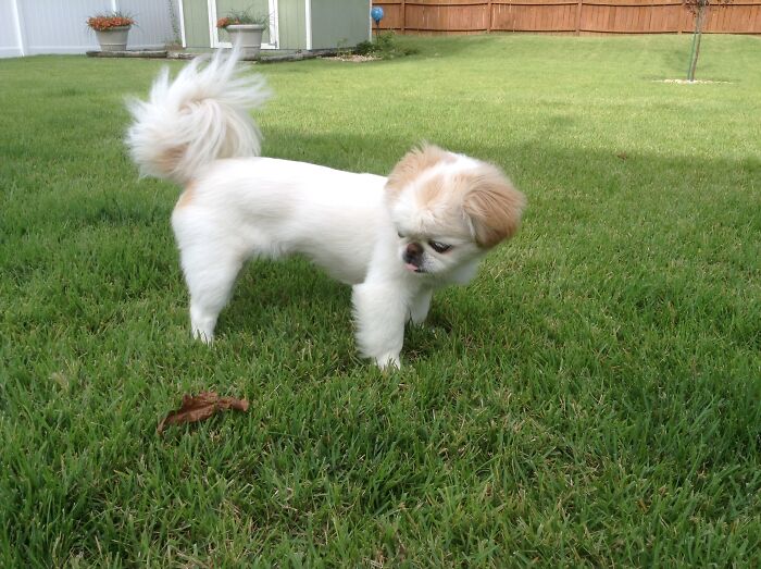 There Is One Leaf Left Over From Fall And Taffy Is Telling It What She Thinks Of It