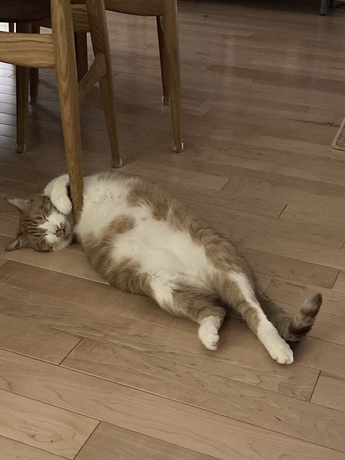 Meet Ernie. He's Lost A Let, But Still Wants To Pursue His Pole Dancing Career