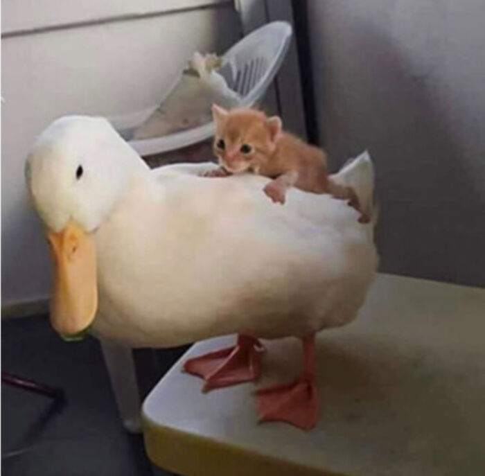 My Favorite Images From Boredpanda