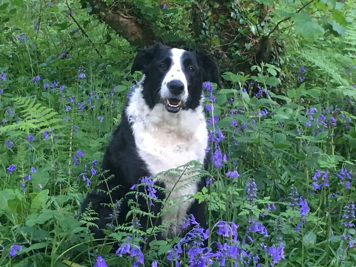 My Boy Shilo Enjoying The Bluebells