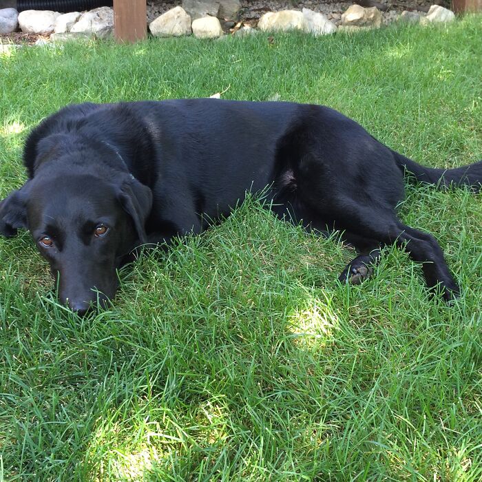 My Dog Enjoying Life 