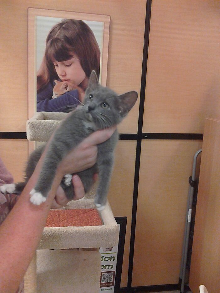 Cj On Gotcha Day. She's 10 This Month!