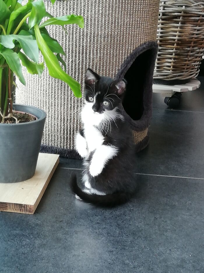 Our Kitty When We First Got Her Almost 2 Years Ago