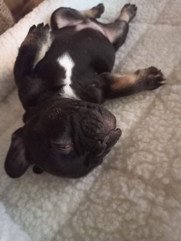 My Baby Frenchie, Grogu!