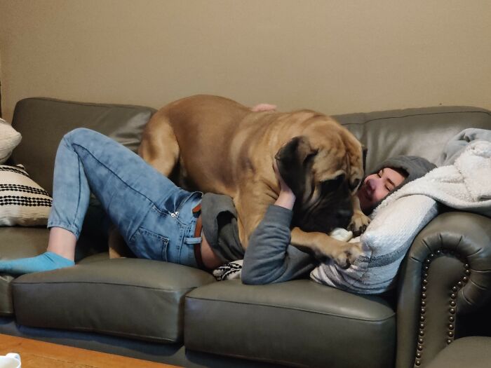 Getting Mastiff Hugs! (Painful But Worth It!)
