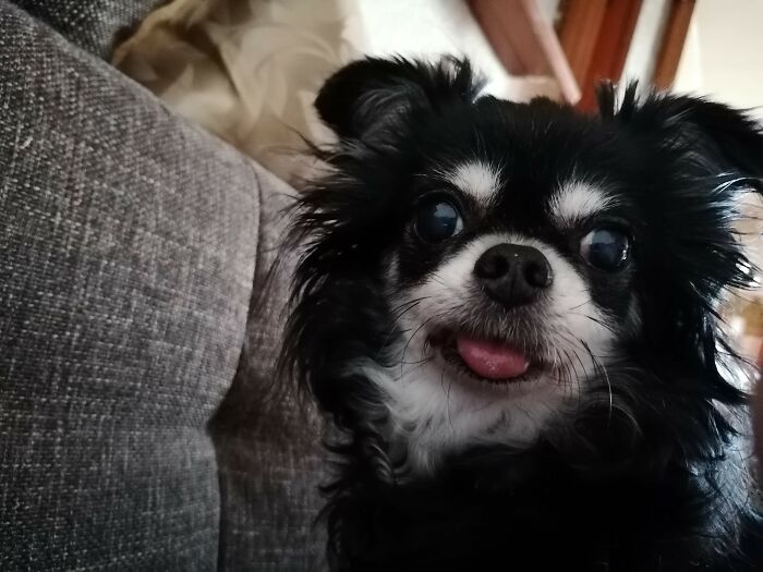 My Doggo. She Passed Away 2 Weeks Ago, R.i.p