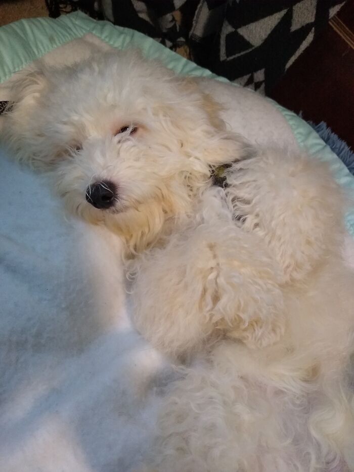 My Havapoo. He Came From A Puppy Mill. And Was Absolutely Terrified Of Me. I Started To Brush Him, After Being Able To Catch Him, And Hes Been My Side Kick Since. (Now 1 Year 1 Month)