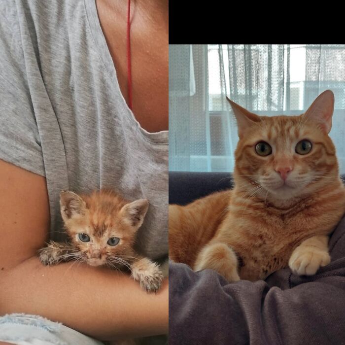 My Foster Kitten I Rescued From Street Few Years Back, He Is Now Very Happy In His Furever Home