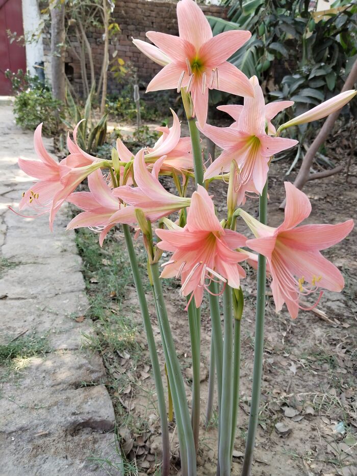 Bunch Of Striped Barbados Lily