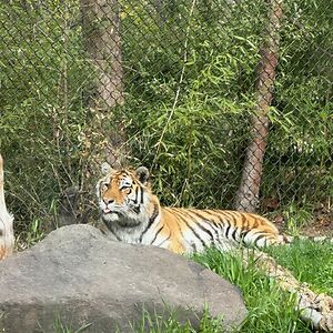 alishablalock avatar