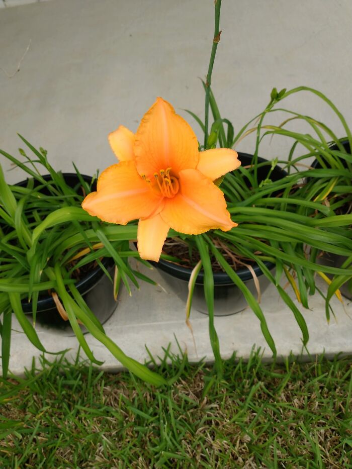 My First Ever Lily. I Hope To Have More In The Next Few Weeks