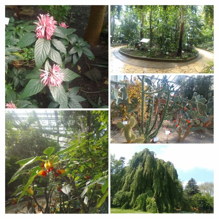 A Weekend Trip To Ghent, Belgium, To Visit The Botanical Garden & Greenhouses At The University