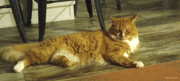 Trip (Tripod) Tucker The 3 Legged Cat