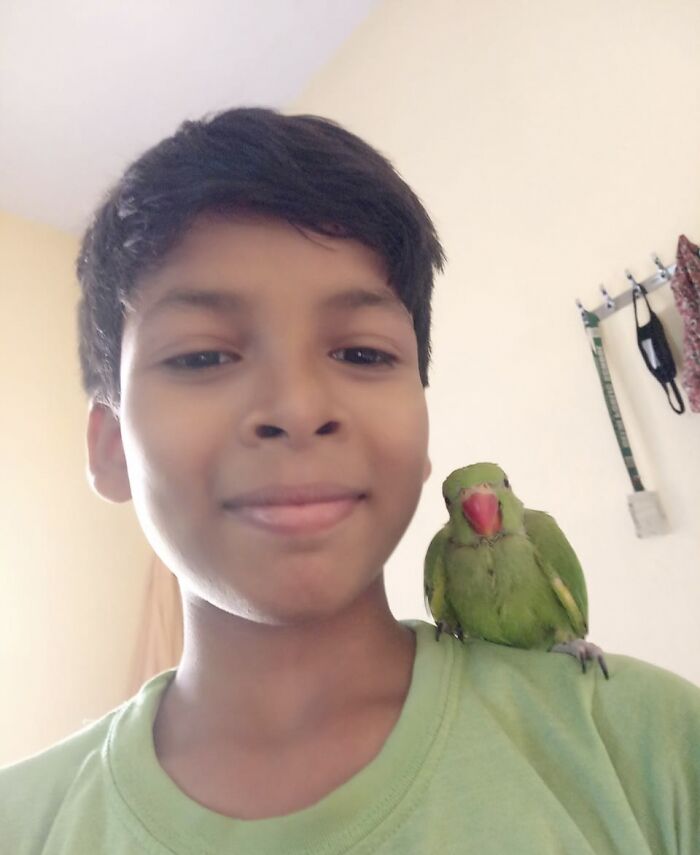 Baby Parakeet (Does Younger Brother Counts Too?)