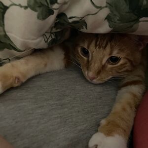 caitlinobrien-masonis avatar