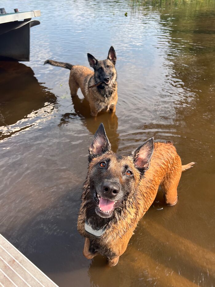 Kilo And Echo Belgium Malinoix
