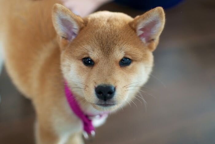 Keiko (Shiba Inu)