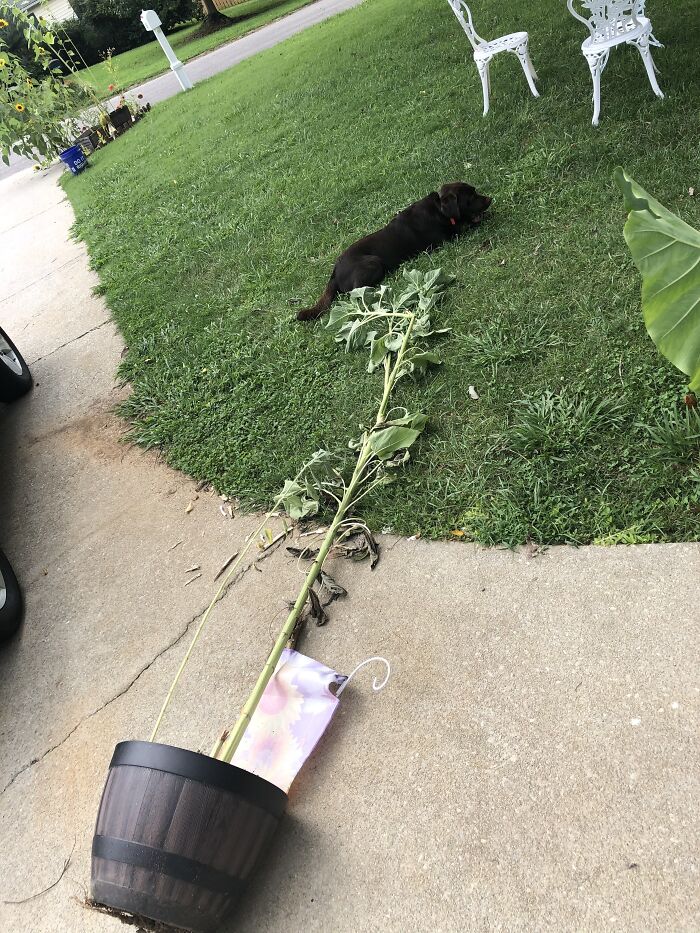 My Bubby Enjoying The Sunflower He Knocked Over To Eat On This Nice Day