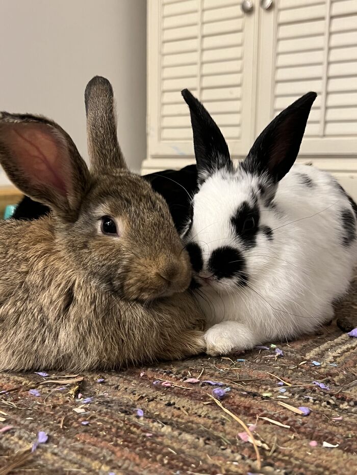 The Purchase / Rescue Of Two Baby Bunnies! Edgar Is Brown And Poe Has The Mustache