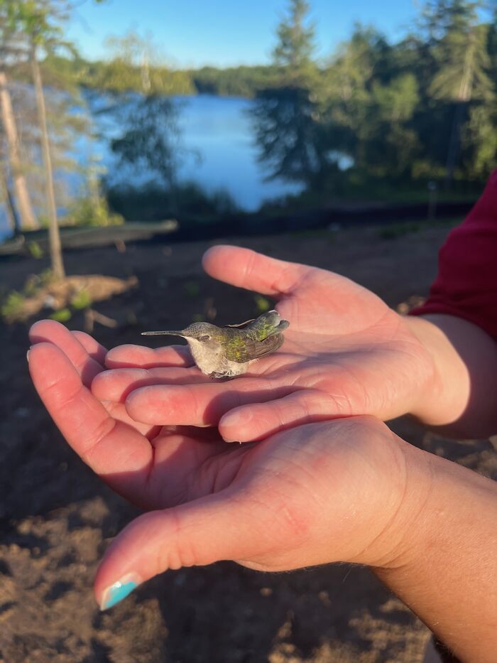 Hummingbird Was Trapped In House We Were Building And Rescued, Given Nectar