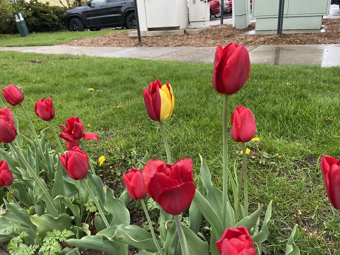 There Is Only One Tulip Like This; This Tulip Is Half Yellow And Half Red. It’s In A Field Of Red Tulips