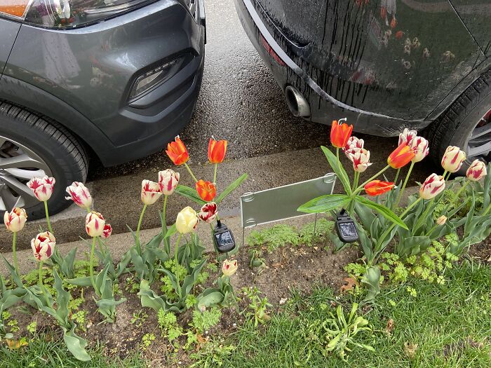 Orange And The Wine Tulips