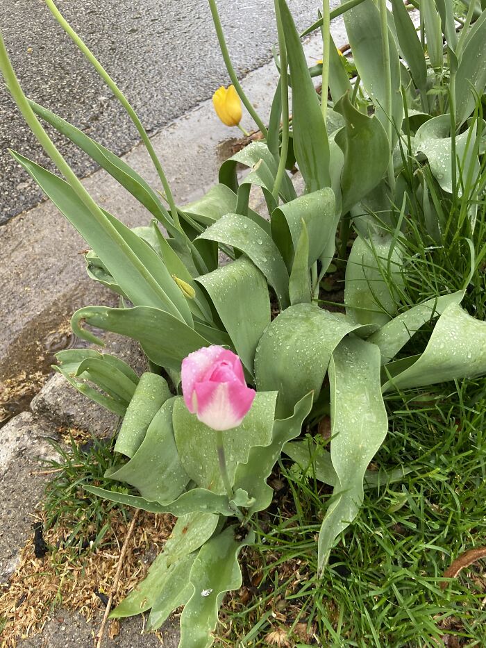 A Small Bloom Among The Large