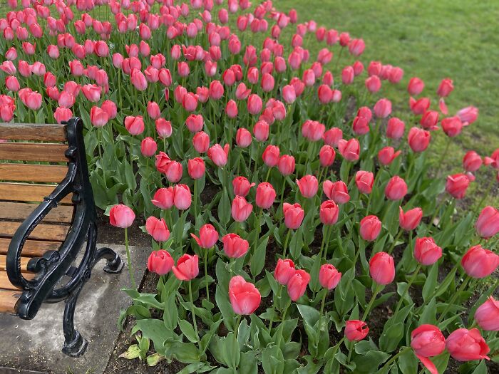 A Photo Bench With Only Pink Tulips