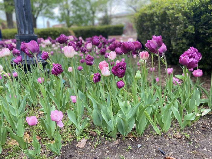 Pink And White Tulips, Along With The Purple Ones