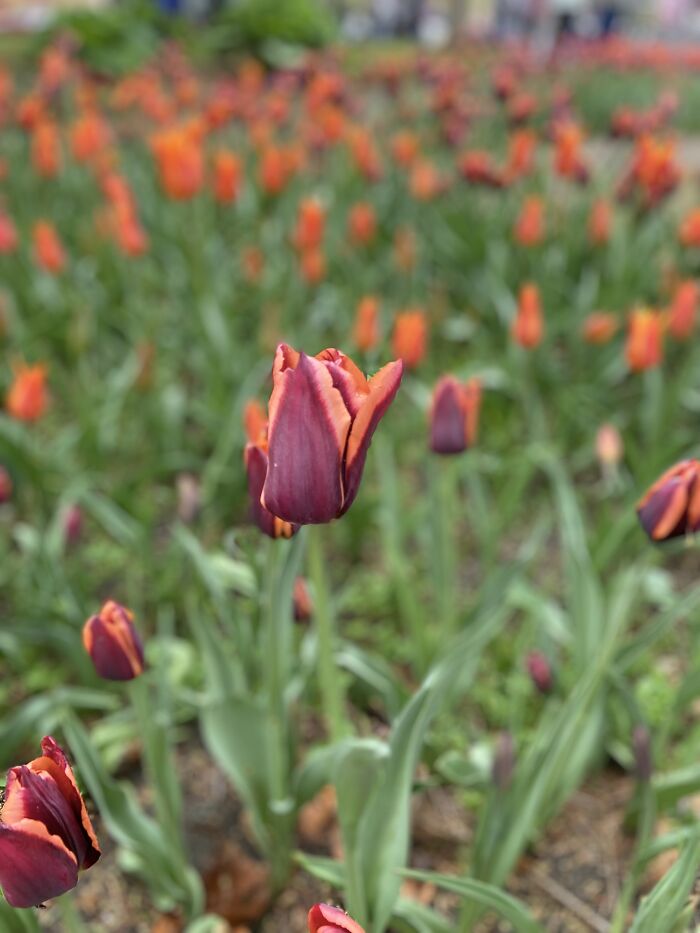 The Tulip Among The Tulips