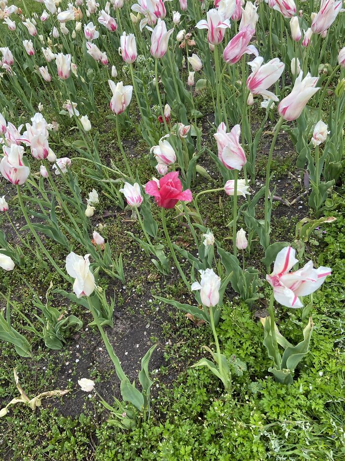 A Unique Pink In A Sea Of Streaks