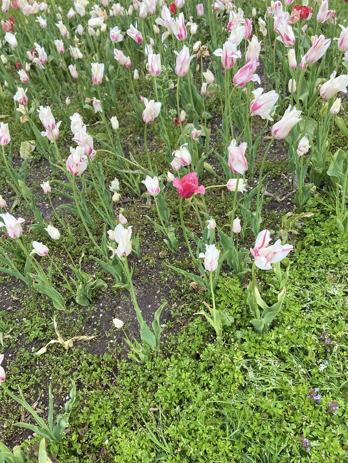 Blossoms Of Streaky Tulips