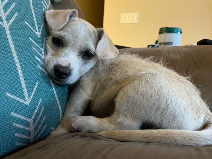 When I Got Her, She Was 5lbs. And Now Shes 22. (Chihuahua/Yorkie/Pit Mix)