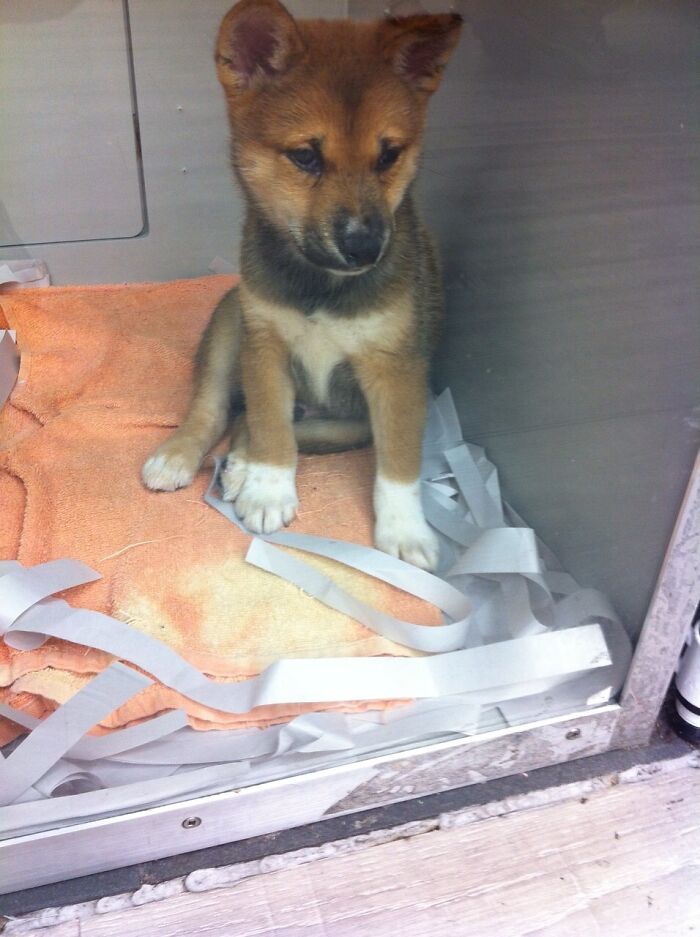 Bruno (Shiba Inu). Saw Him At A Pet Store On My Husband’s Birthday. 8 Months Later, We Brought Him Home From The Spca On Father’s Day In 2015
