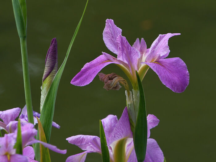Japanese Iris