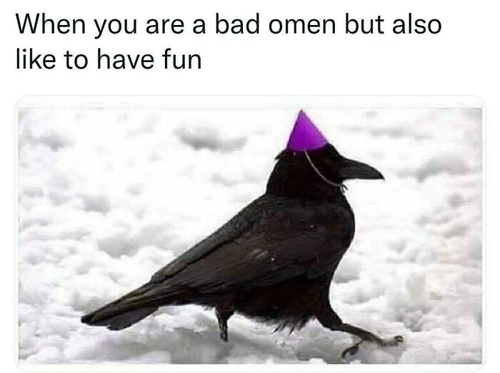 Raven in snow wearing a party hat, blending animals and humor for a funny meme.