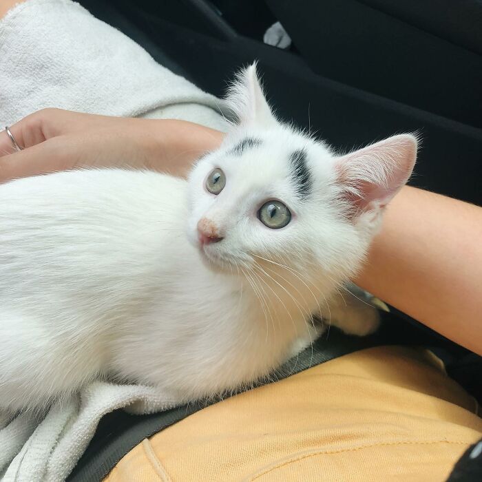 White kitten with black tail and eyebrows on humans' laps White kitten with black tail and eyebrows on humans' laps