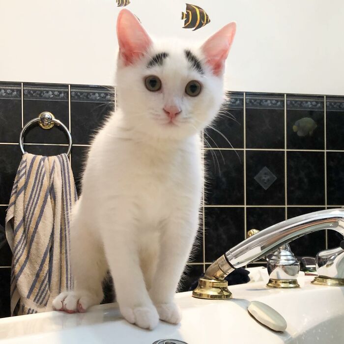 White cat with black eyebrows standing on a sink White cat with black eyebrows standing on a sink